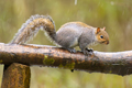 280224_squirrelrain56386